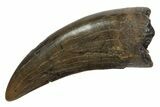 Serrated, Tyrannosaur (Nanotyrannus) Tooth - Montana #350422-1